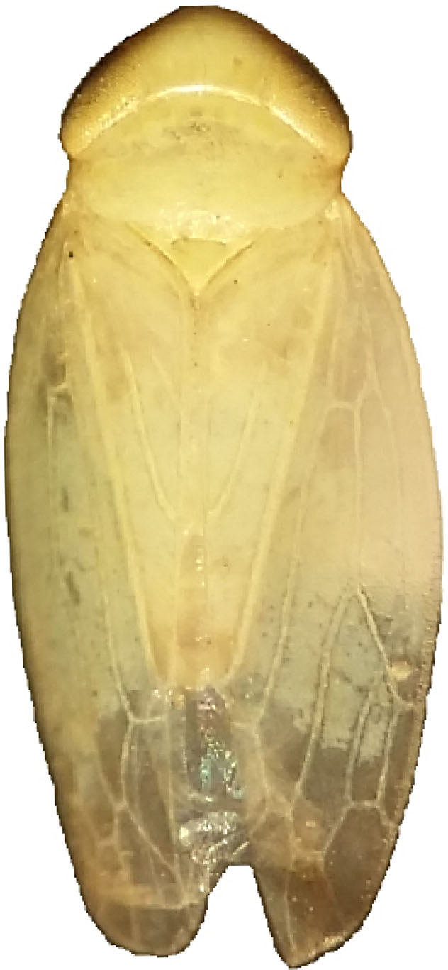 Habitus, dorsal view: !! display not done !! on Neoaliturus (Circulifer) opacipennis (Lethierry, 1876): Habitus, dorsal view. (Observation).