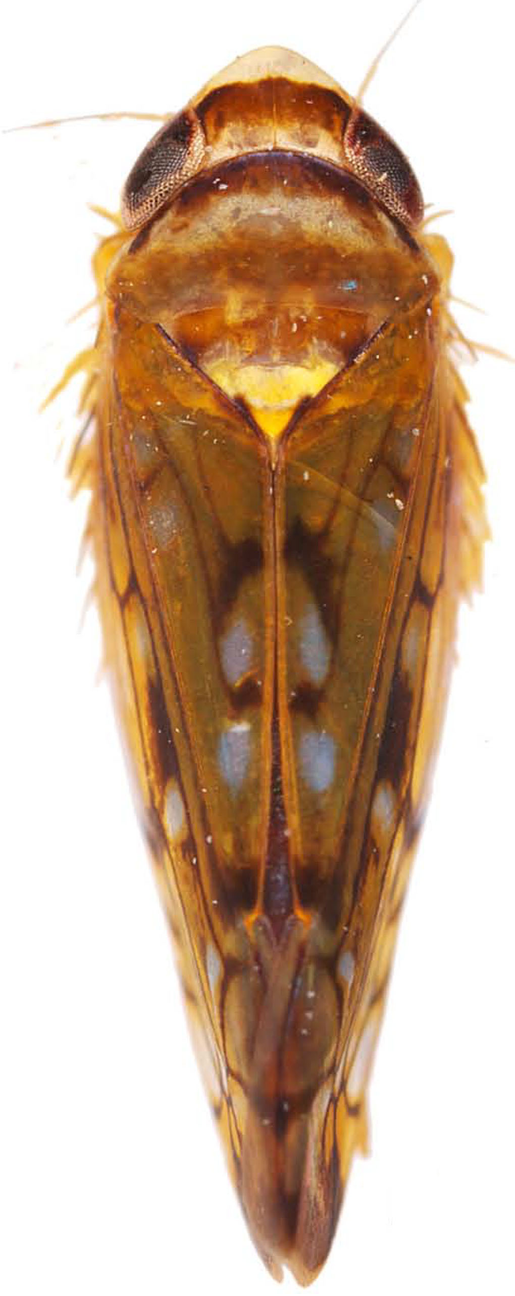 Habitus, dorsal view: !! display not done !! on Scaphoideus (Scaphoideus) festivus Matsumura, 1902: Habitus, dorsal view. (Observation).