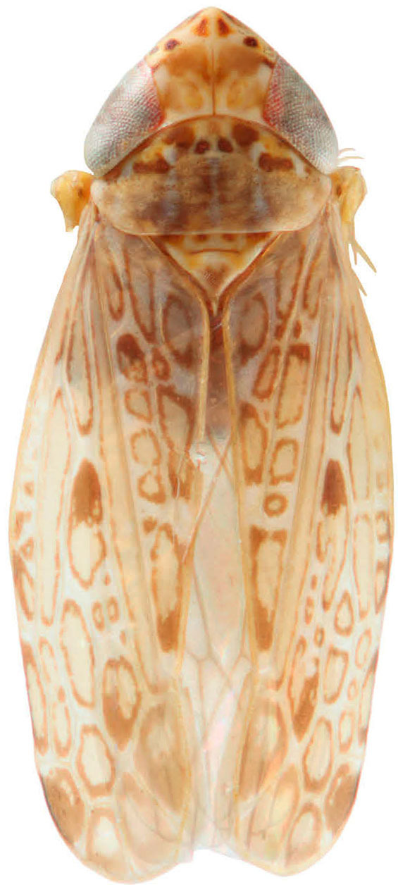 Habitus, dorsal view: !! display not done !! on Polyamia (Polyamia) weedi (Van Duzee, 1892): Habitus, dorsal view. (Observation).