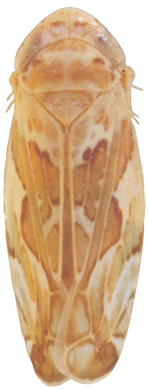 Habitus, dorsal view: !! display not done !! on Sanctanus (Cruciatanus) dampfi DeLong & Hershberger, 1946: Habitus, dorsal view. (Observation).