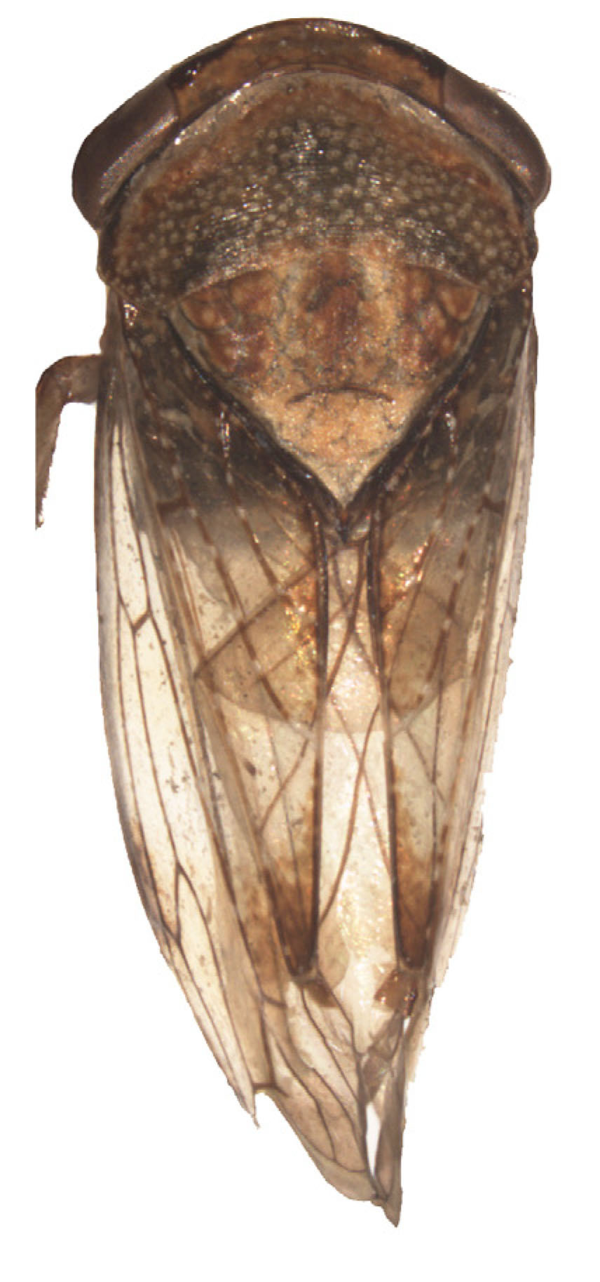 Habitus, dorsal view: !! display not done !! on Drabescus quadrispinosus Shang, Webb & Zhang, 2014: Habitus, dorsal view. (Observation).