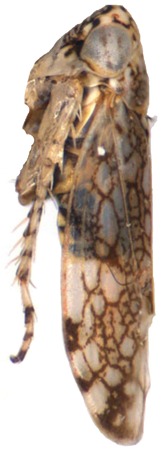 Habitus, lateral view: !! display not done !! on Orosius orientalis (Matsumura, 1914): Habitus, lateral view. (Observation).