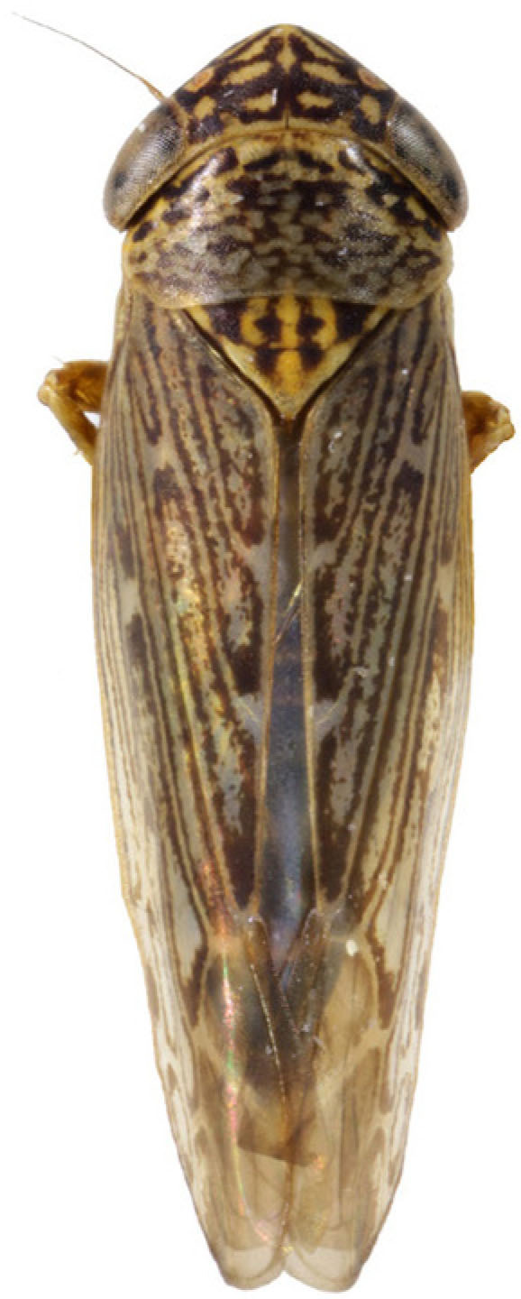 Habitus, dorsal view: !! display not done !! on Ophiola corniculus (Marshall, 1866): Habitus, female, dorsal view. (Observation).