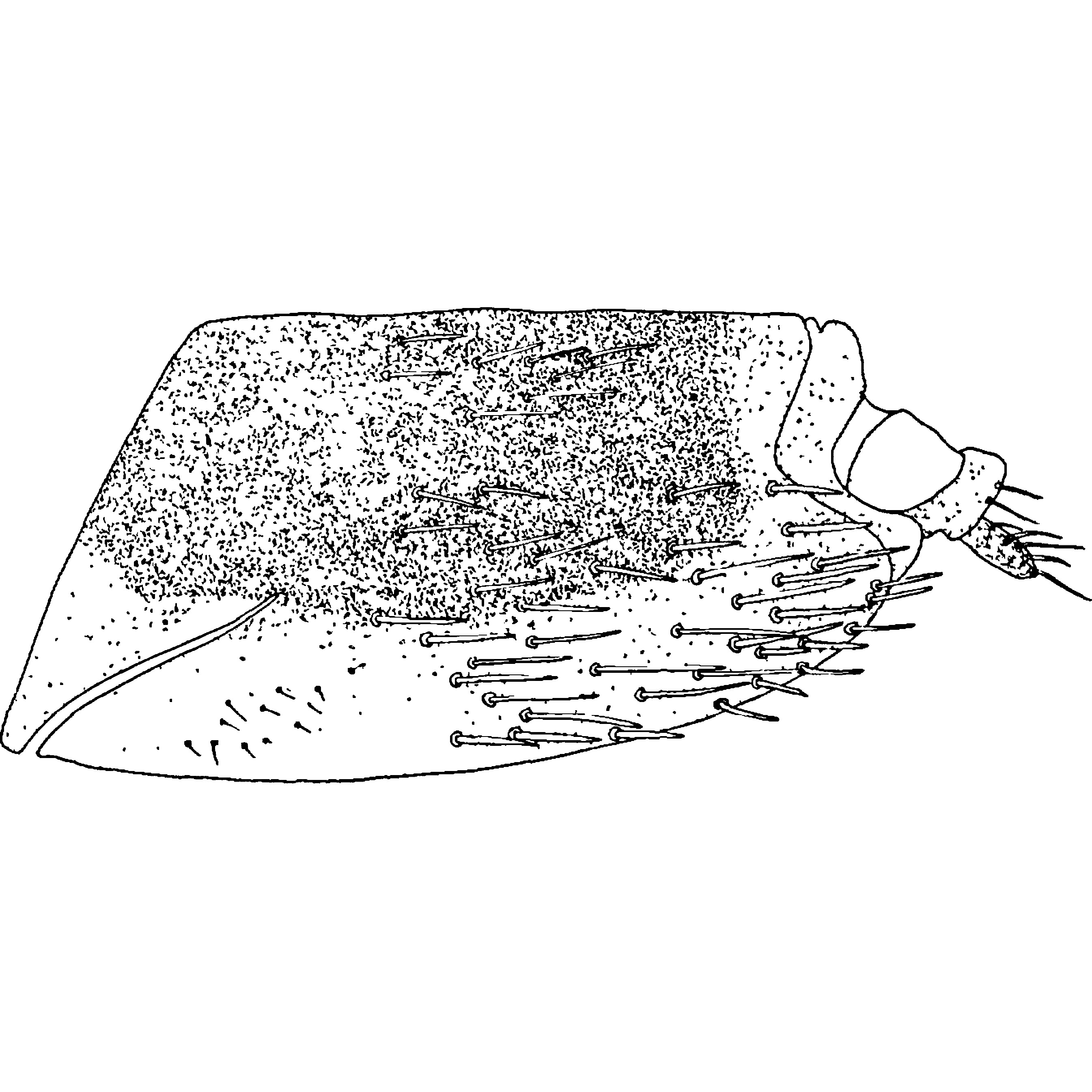 Pygofer, lateral view: !! display not done !! on Synophropsis lauri (Horváth, 1897): Pygofer, lateral view. (Observation).