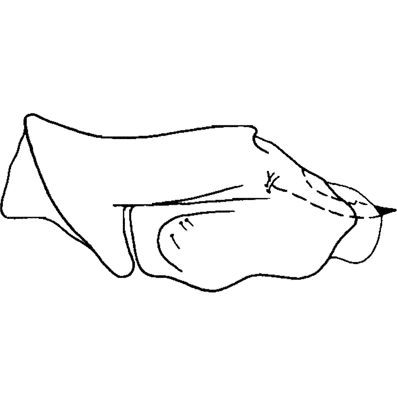 Pygofer, lateral view: Pygofer, lateral view. (Observation).