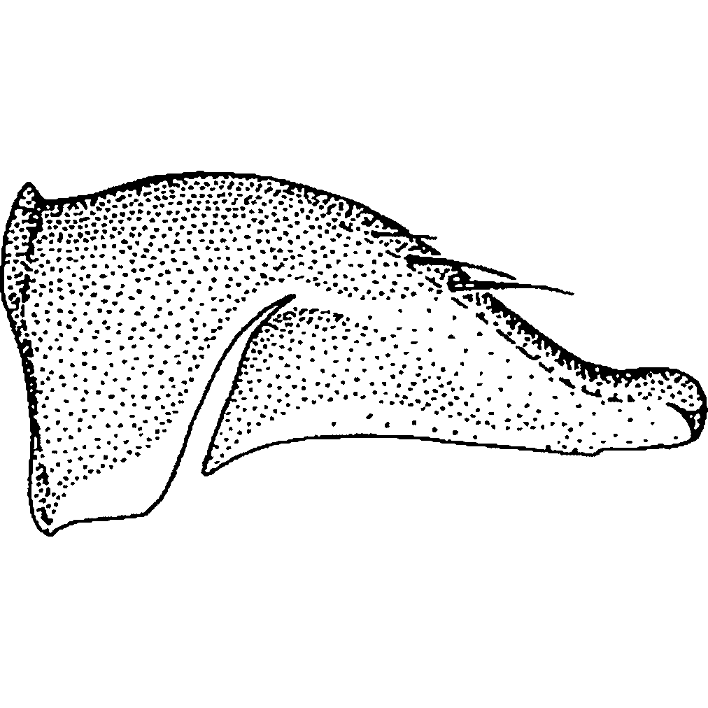 Pygofer, lateral view: !! display not done !! on Ophiolix cuneatus (Sanders & DeLong, 1920): Pygofer, lateral view. (Observation).