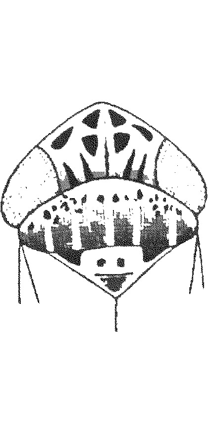 Head: Head, pro-, and mesothorax. (Observation).