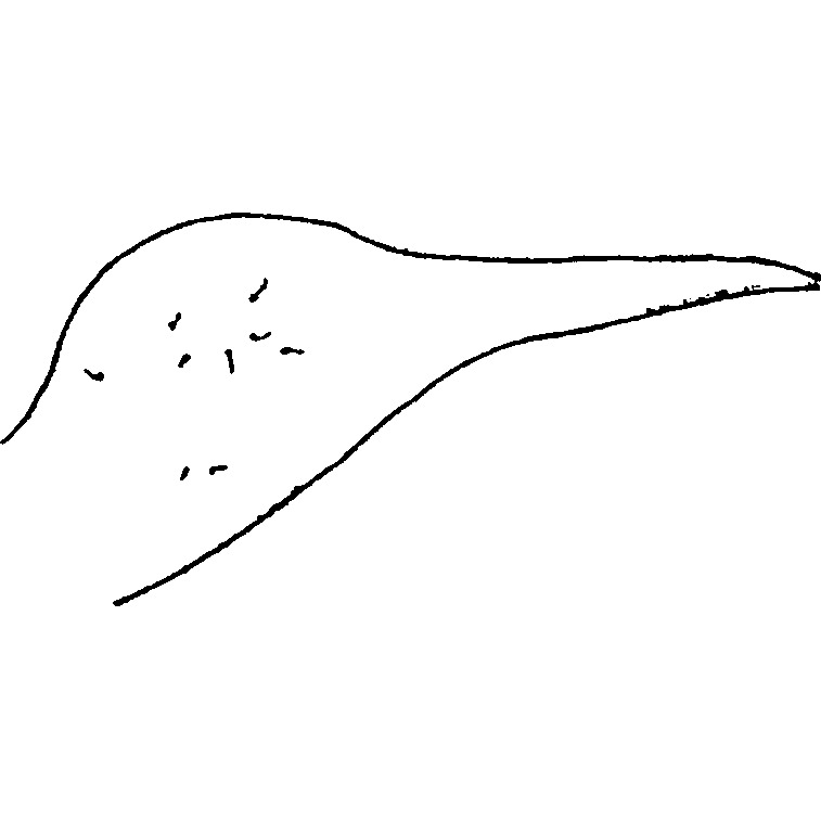 Pygofer, lateral view: !! display not done !! on Selenocephalus conspersus (Herrich-Schäffer, 1834): Pygofer, lateral view (from Zachvatkin). (Observation).