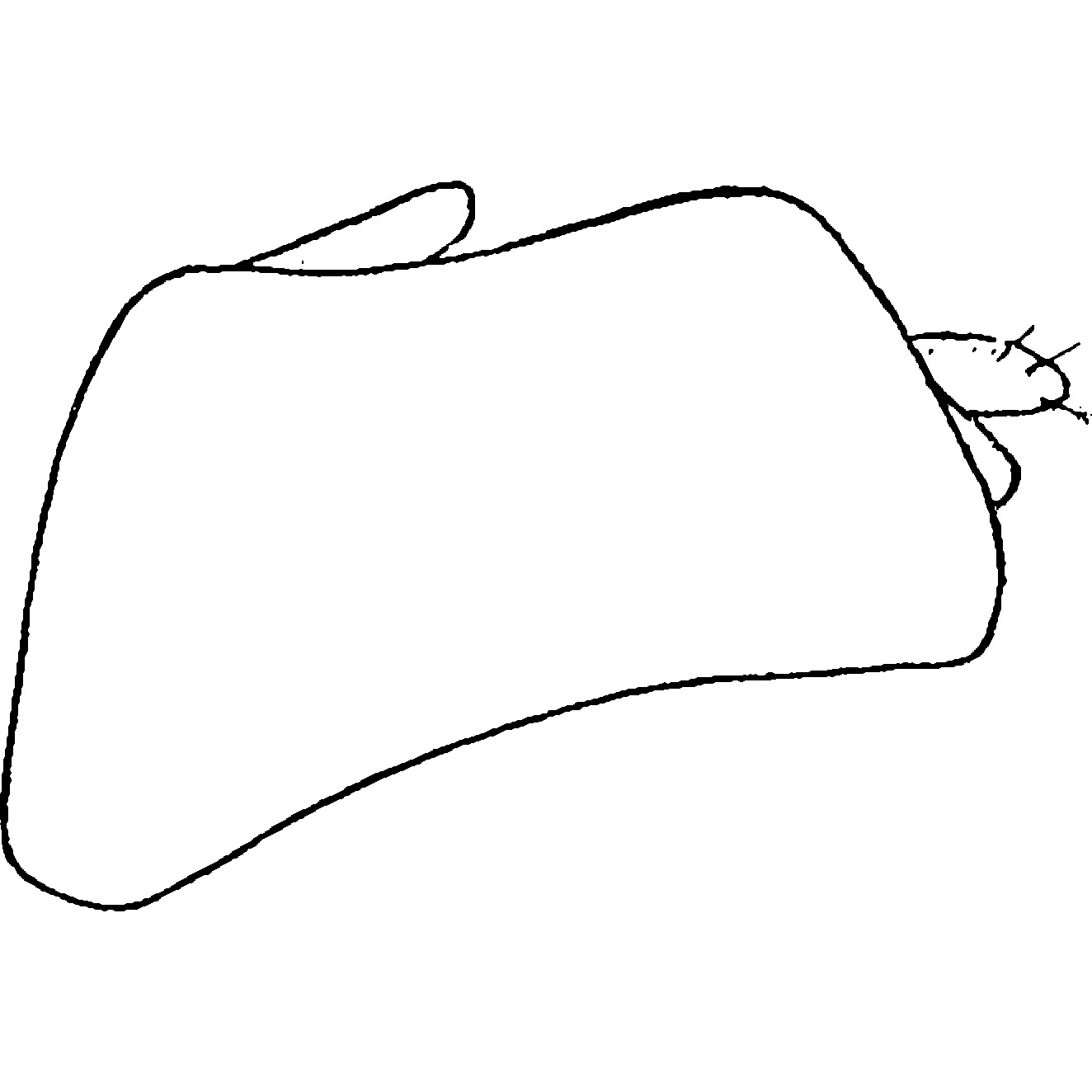 Pygofer, lateral view: Pygofer, lateral view. (Observation).