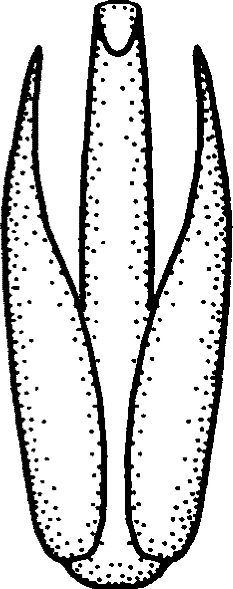 Aedeagus, ventral view: !! display not done !! on Horouta austrina (Kirkaldy, 1907): Aedeagus, ventral view. (Observation).