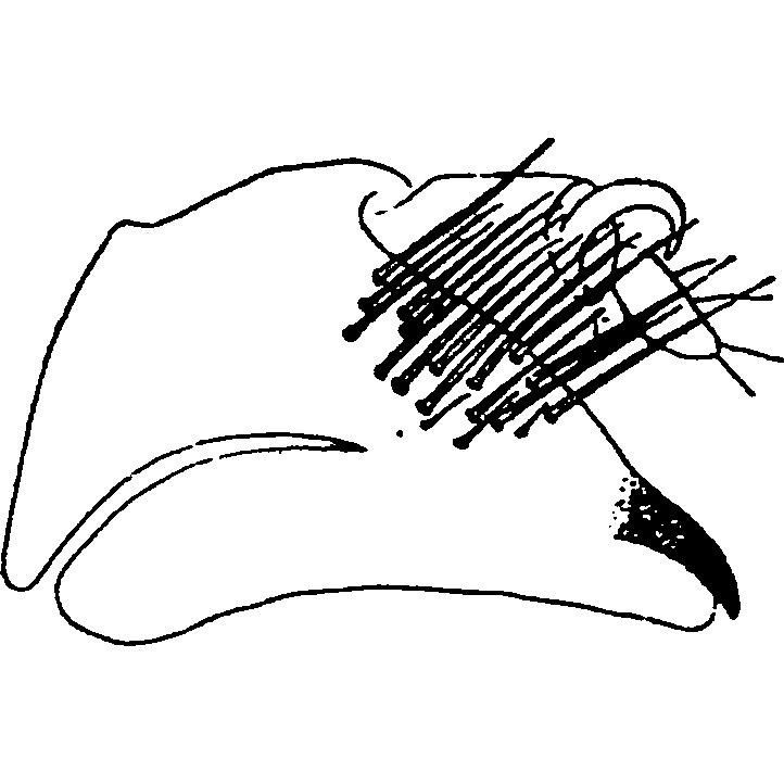 Pygofer, lateral view: !! display not done !! on Eohardya fraudulenta (Horváth, 1903): Pygofer, lateral view (H. insularis). (Observation).