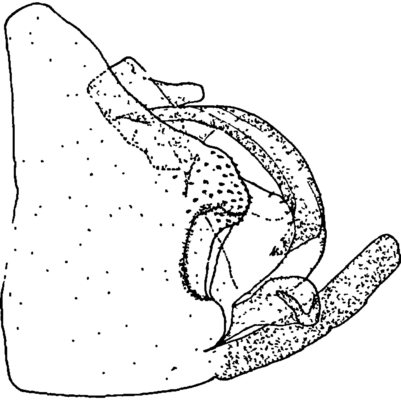Pygofer, lateral view: !! display not done !! on Utecha trivia (Germar, 1821): Pygofer, lateral view. (Observation).