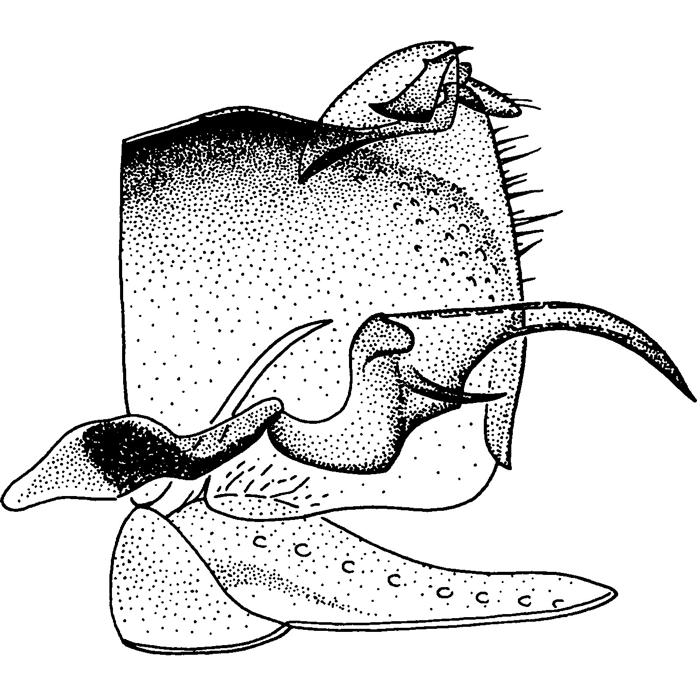 Pygofer, lateral view: !! display not done !! on Paraphlepsius (Paraphlepsius) quadratus Hamilton, 1975: Pygofer, lateral view. (Observation).