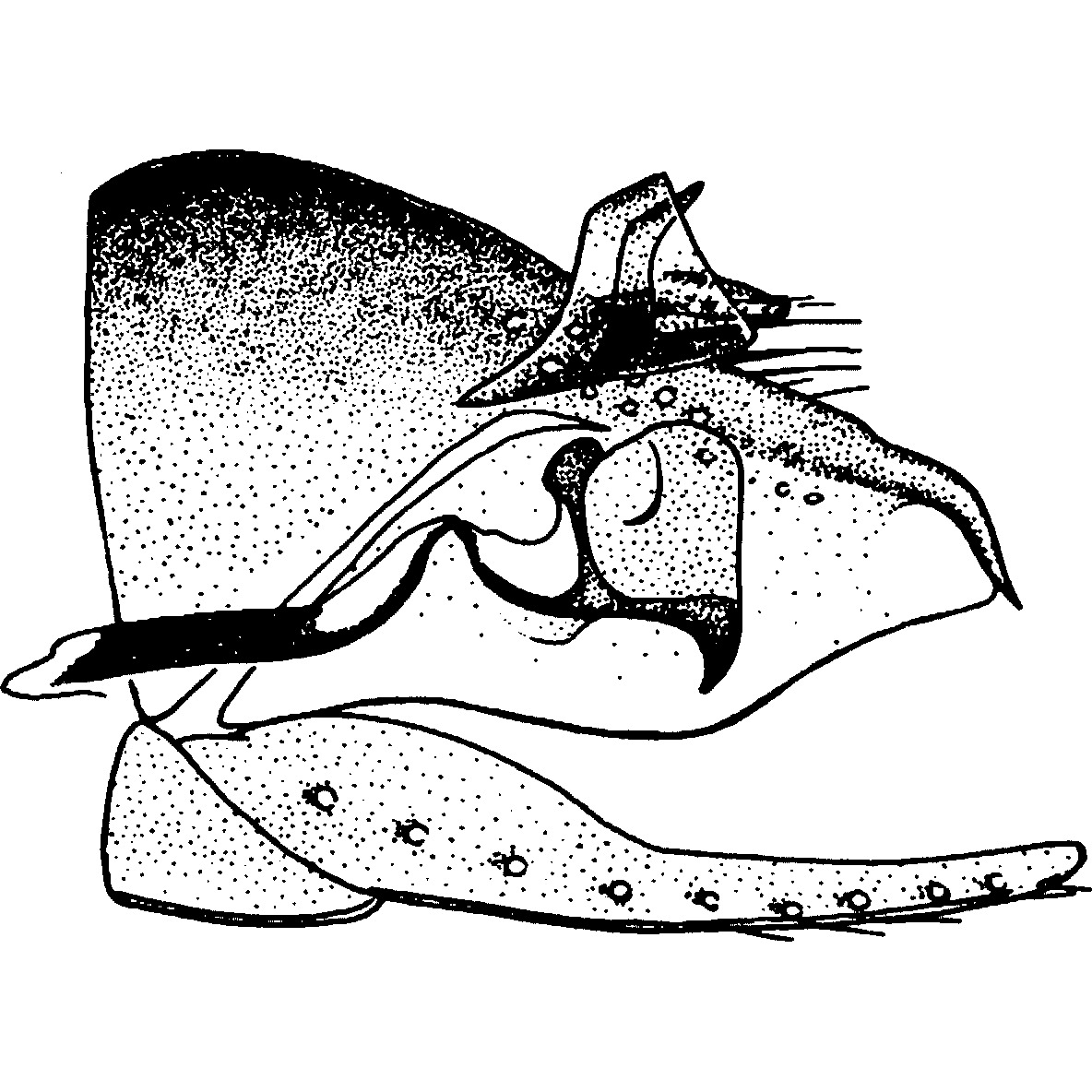 Pygofer, lateral view: !! display not done !! on Paraphlepsius (Gamarex) continuus (DeLong, 1938): Pygofer, lateral view. (Observation).