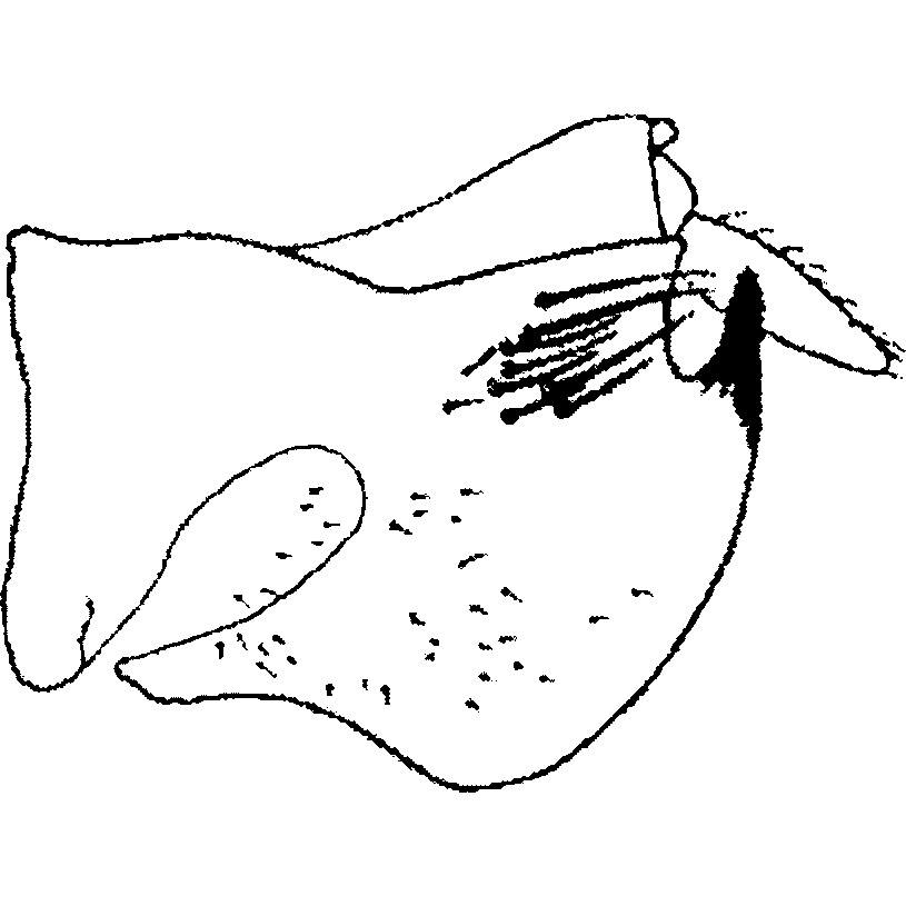 Pygofer, lateral view: Pygofer, lateral view. (Observation).