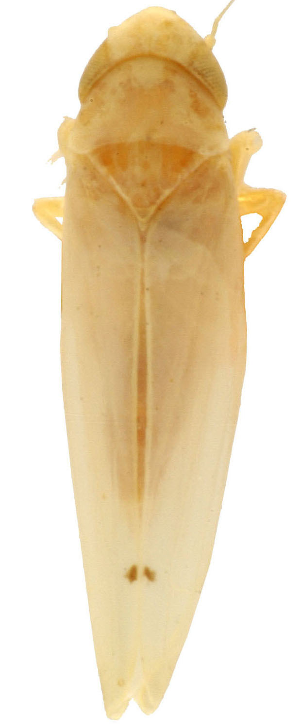 Habitus, dorsal view: !! display not done !! on Eratoneura gemina (McAtee, 1920): Habitus (holotype, USNM collection). (Observation).