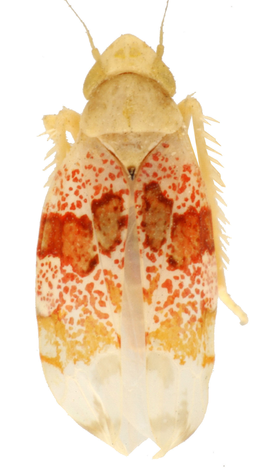 Habitus, dorsal view: !! display not done !! on Hymetta anthisma McAtee, 1919: Habitus (holotype, USNM collection). (Observation).
