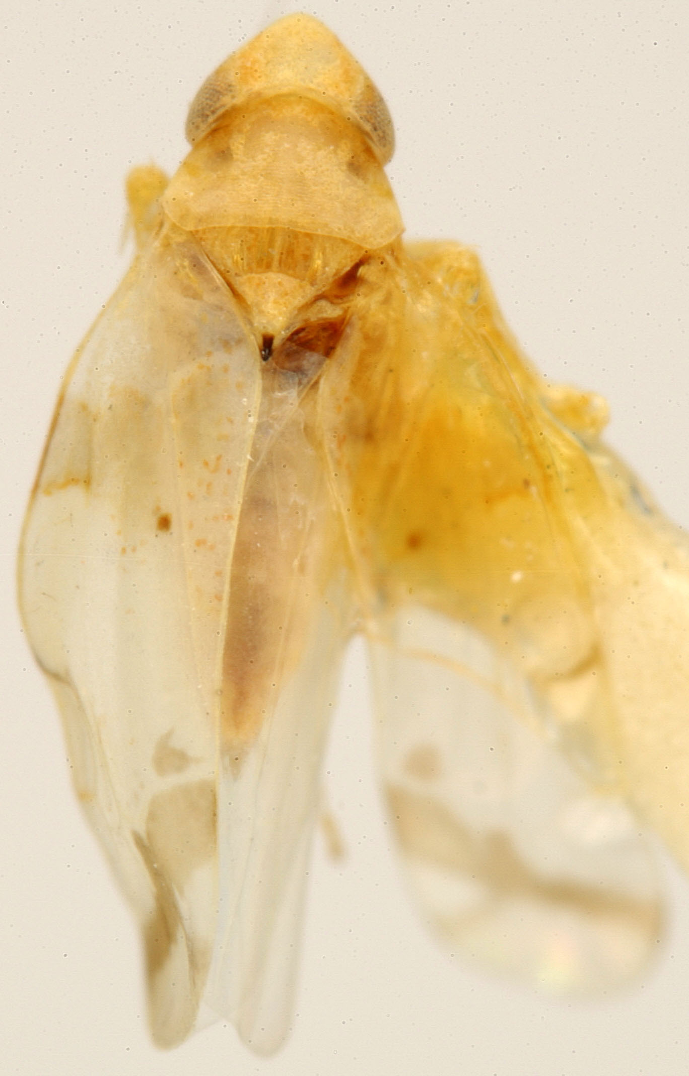 Habitus, dorsal view: !! display not done !! on Hymetta balteata McAtee, 1919: Habitus (holotype of E. trifasciata var. albata McAttee, USNM collection). (Observation).