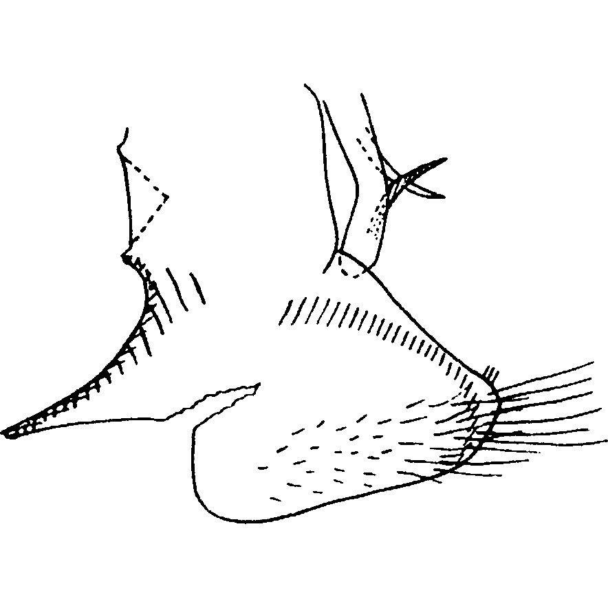 Pygofer, lateral view: Pygofer, lateral view. (Observation).