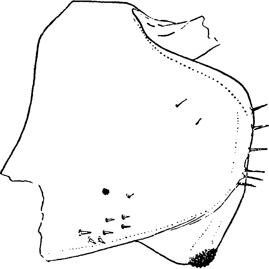 Pygofer, lateral view: Pygofer, lateral view. (Observation).