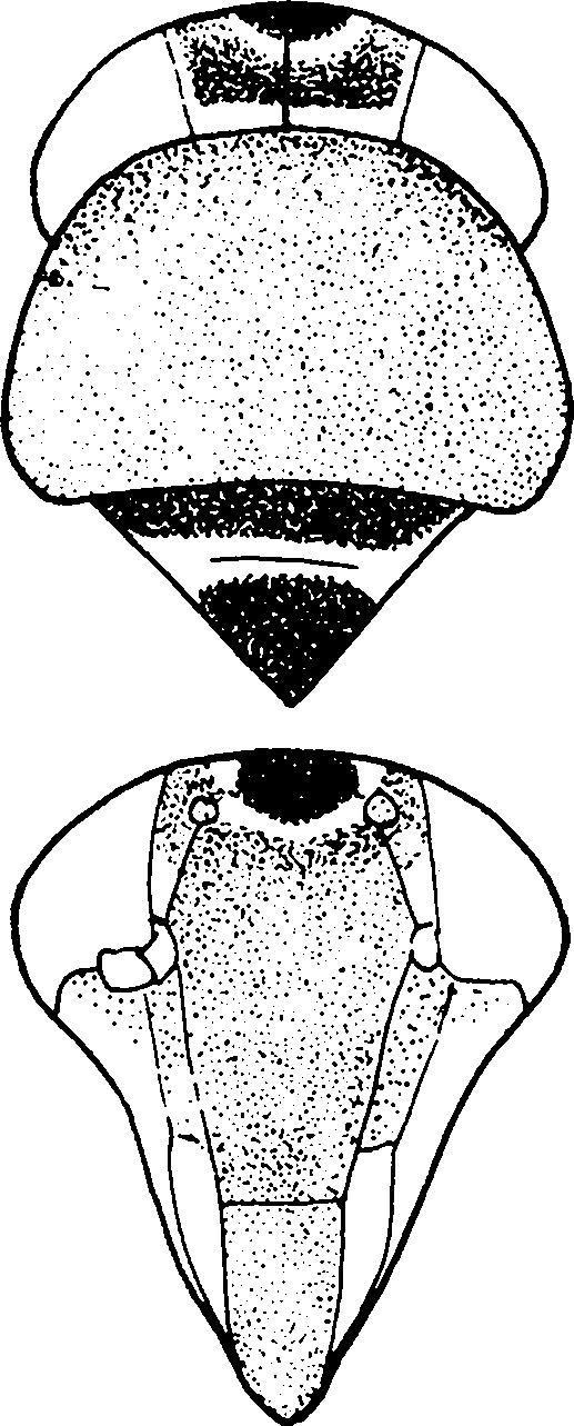 Head: !! display not done !! on Sobrala capreola Dworakowska, 1993: Head and thorax. (Observation).