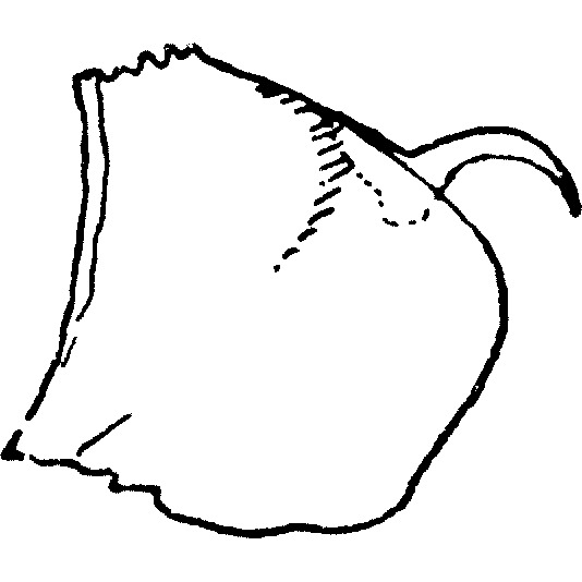 Pygofer, lateral view: Pygofer, lateral view. (Observation).