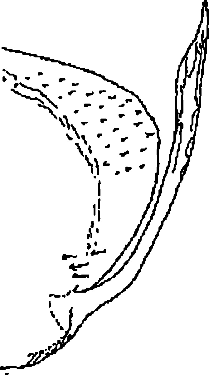 Pygofer, lateral view: !! display not done !! on Limassolla (Czecza) varsha Dworakowska, 1997: Pygofer, lateral view. (Observation).