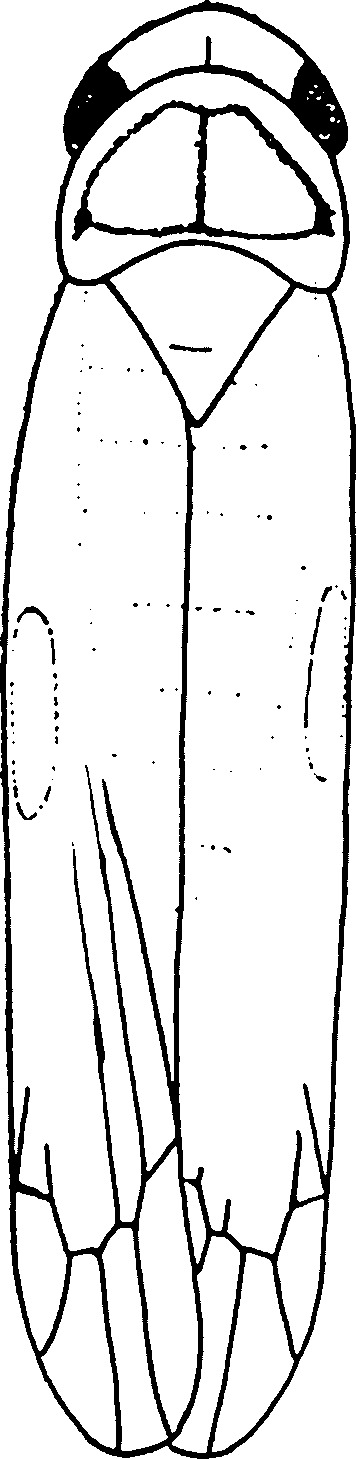 Habitus, dorsal view: !! display not done !! on Thaia (Thaia) assamensis (Mahmood, 1967): Habitus (male). (Observation).