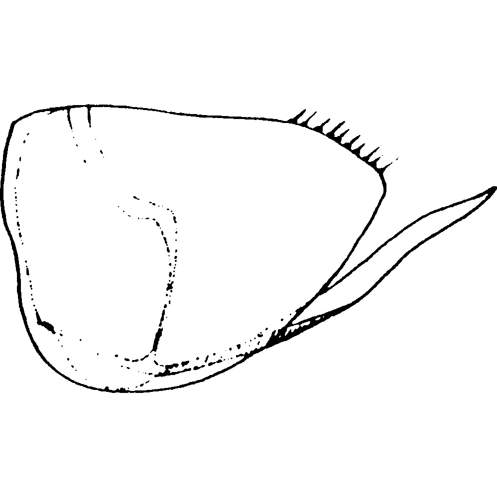 Pygofer, lateral view: !! display not done !! on Rawania petasata (Melichar, 1903): Pygofer lobe, lateral view. (Observation).