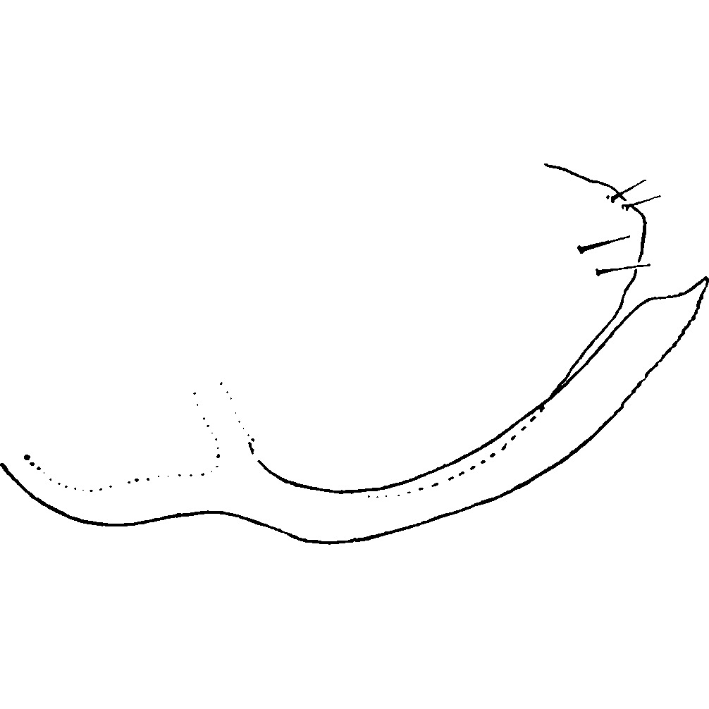 Pygofer, lateral view: Pygofer, lateral view. (Observation).