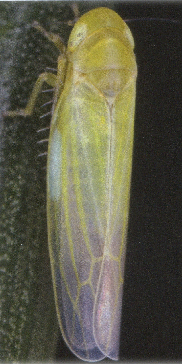 Habitus, dorsal view: !! display not done !! on Forcipata citrinella (Zetterstedt, 1828): Abdomen, sternal apodemes, ventral view. (Observation).