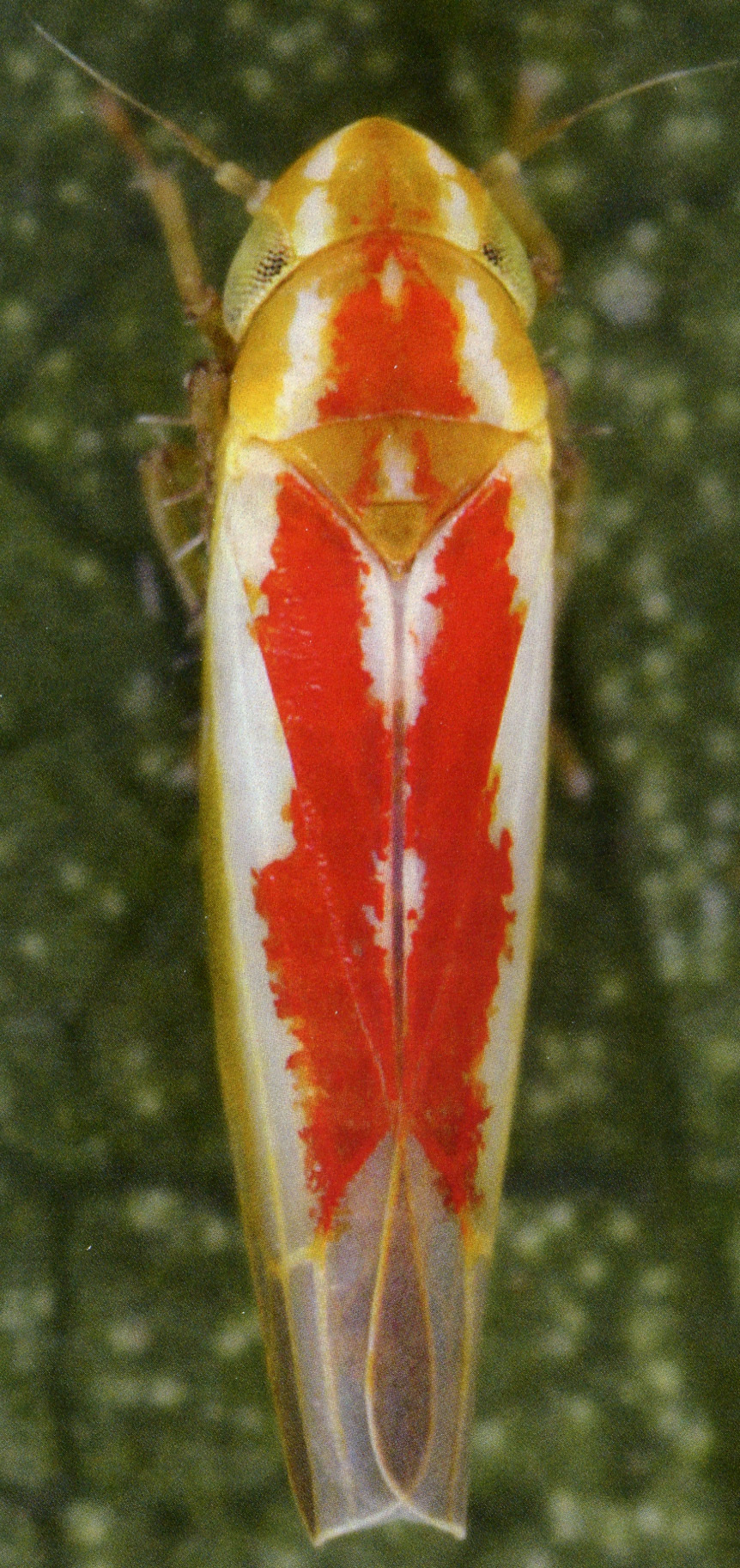 Habitus, dorsal view: !! display not done !! on Zygina (Zygina) rubrovittata (Lethierry, 1869): Habitus (female). (Observation).