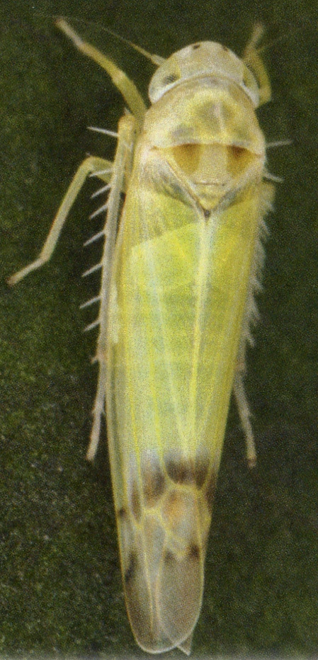 Habitus, dorsal view: Habitus (female). (Observation).