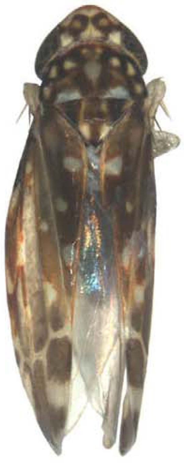 Habitus, dorsal view: !! display not done !! on Kabakra aviformis Cao, Huang & Zhang, 2012: Habitus (China). (Observation).