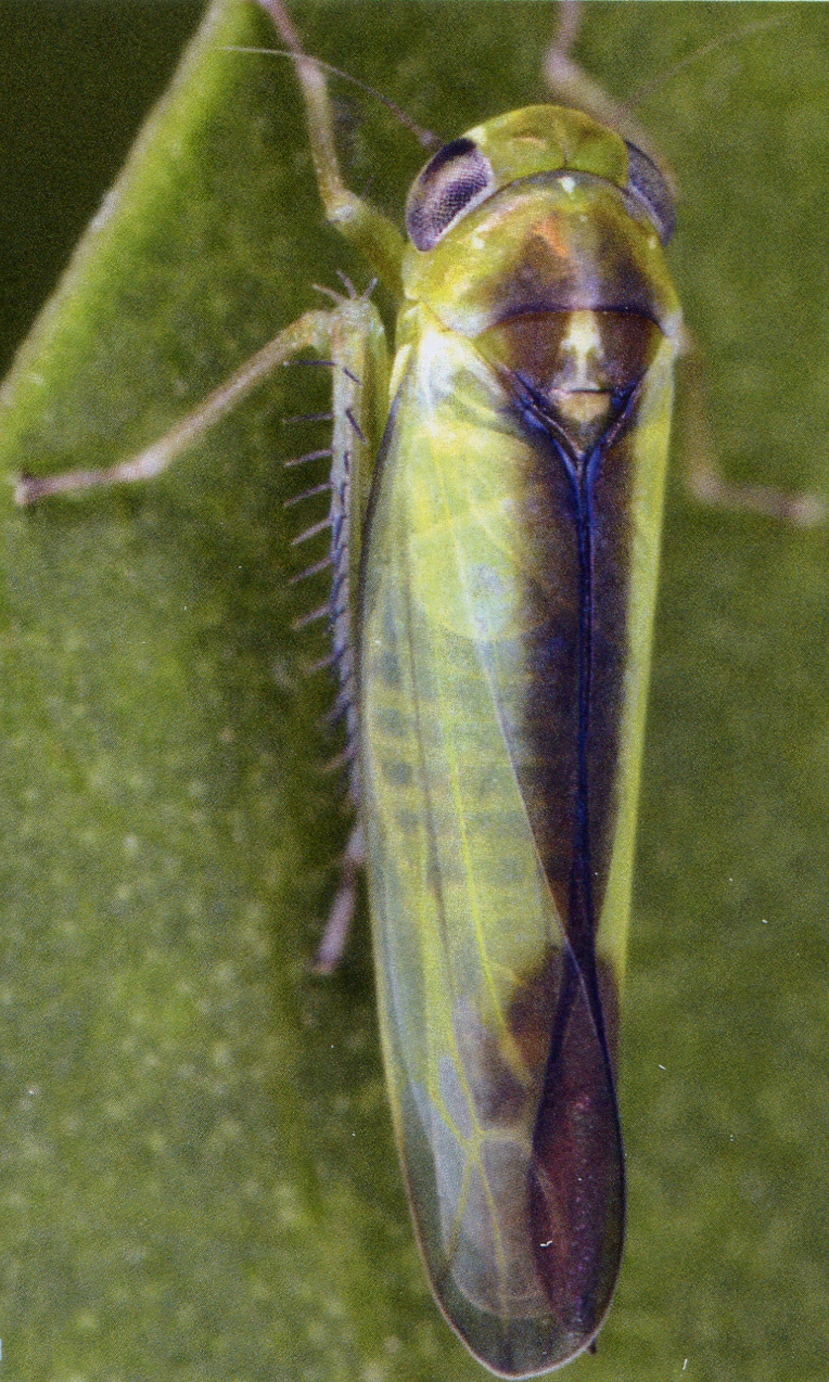 Habitus, dorsal view: Habitus (male). (Observation).