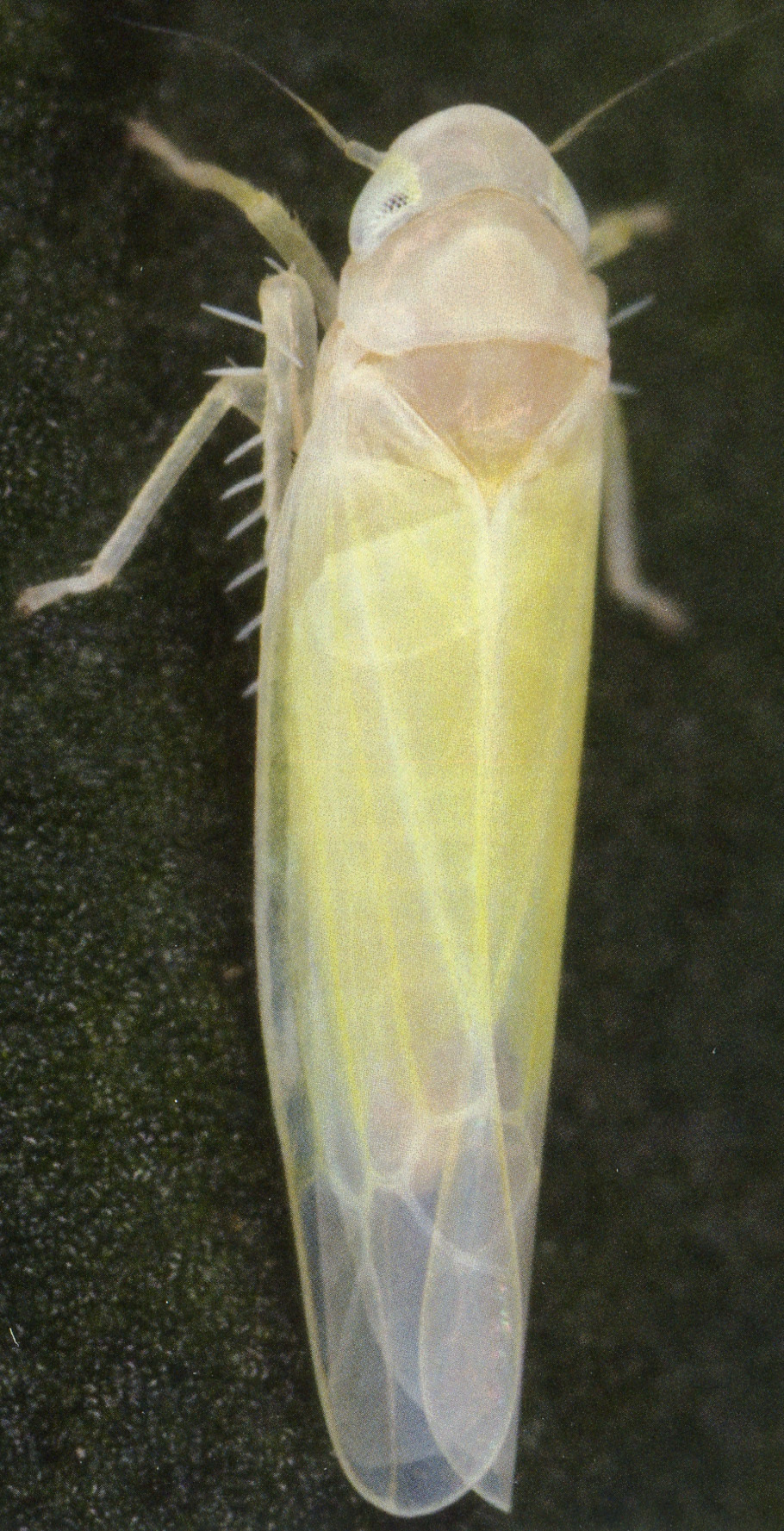 Habitus, dorsal view: !! display not done !! on Fagocyba carri (Edwards, 1914): Habitus (male). (Observation).
