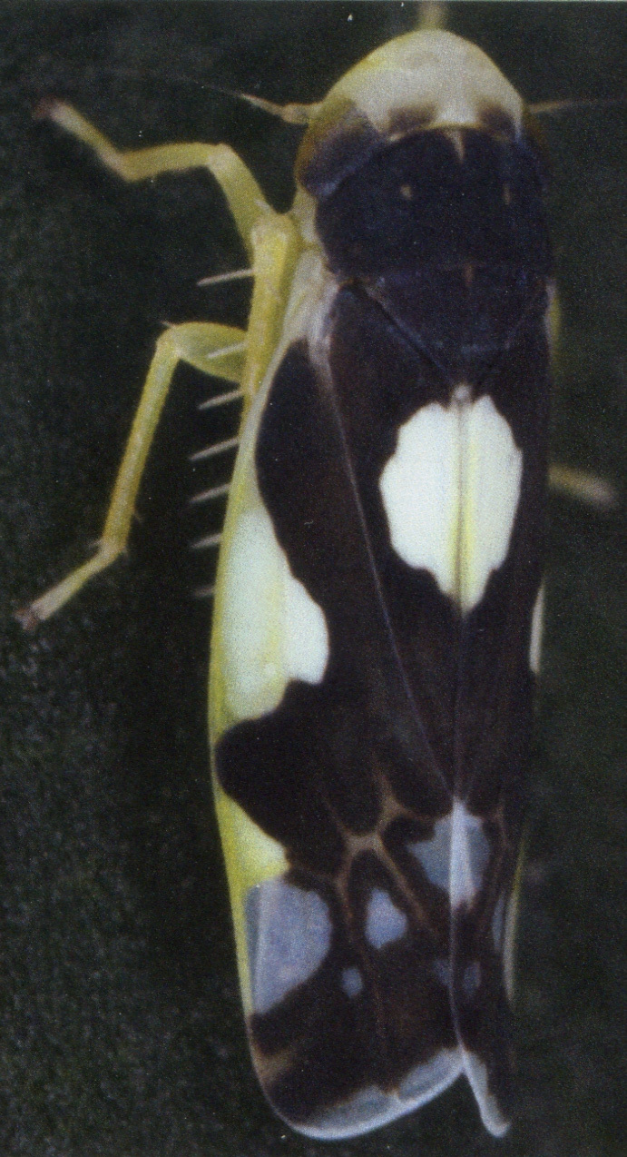 Habitus, dorsal view: !! display not done !! on Eupteryx (Eupteryx) notata Curtis, 1837: Habitus (female). (Observation).