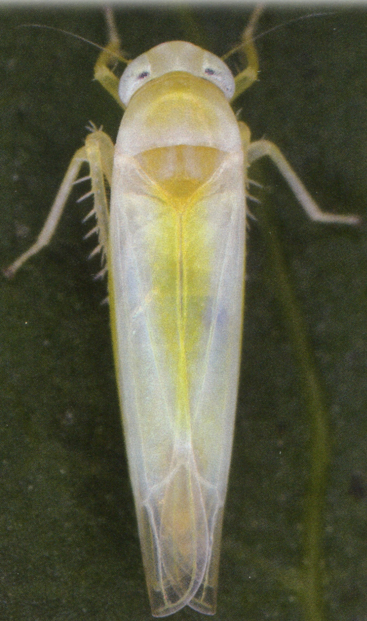 Habitus, dorsal view: Abdomen, sternal apodemes, ventral view. (Observation).