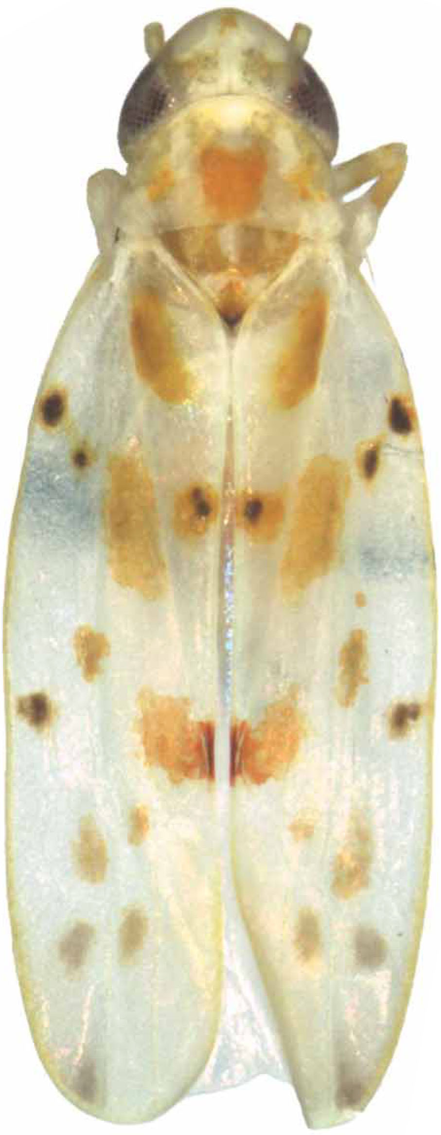 Habitus, dorsal view: Habitus. (Observation).