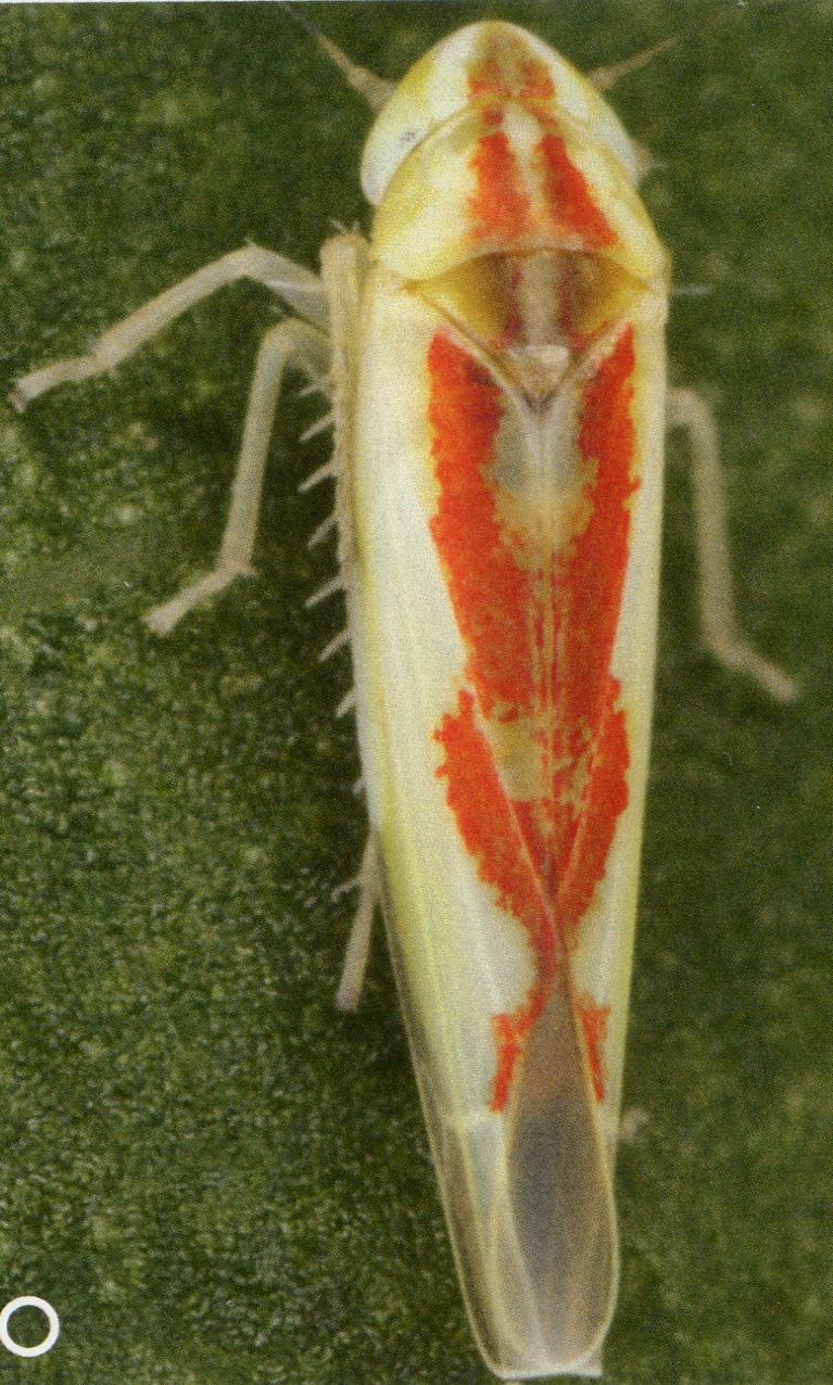 Habitus, dorsal view: !! display not done !! on Zygina (Zygina) tiliae (Fallén, 1806): Habitus (female). (Observation).