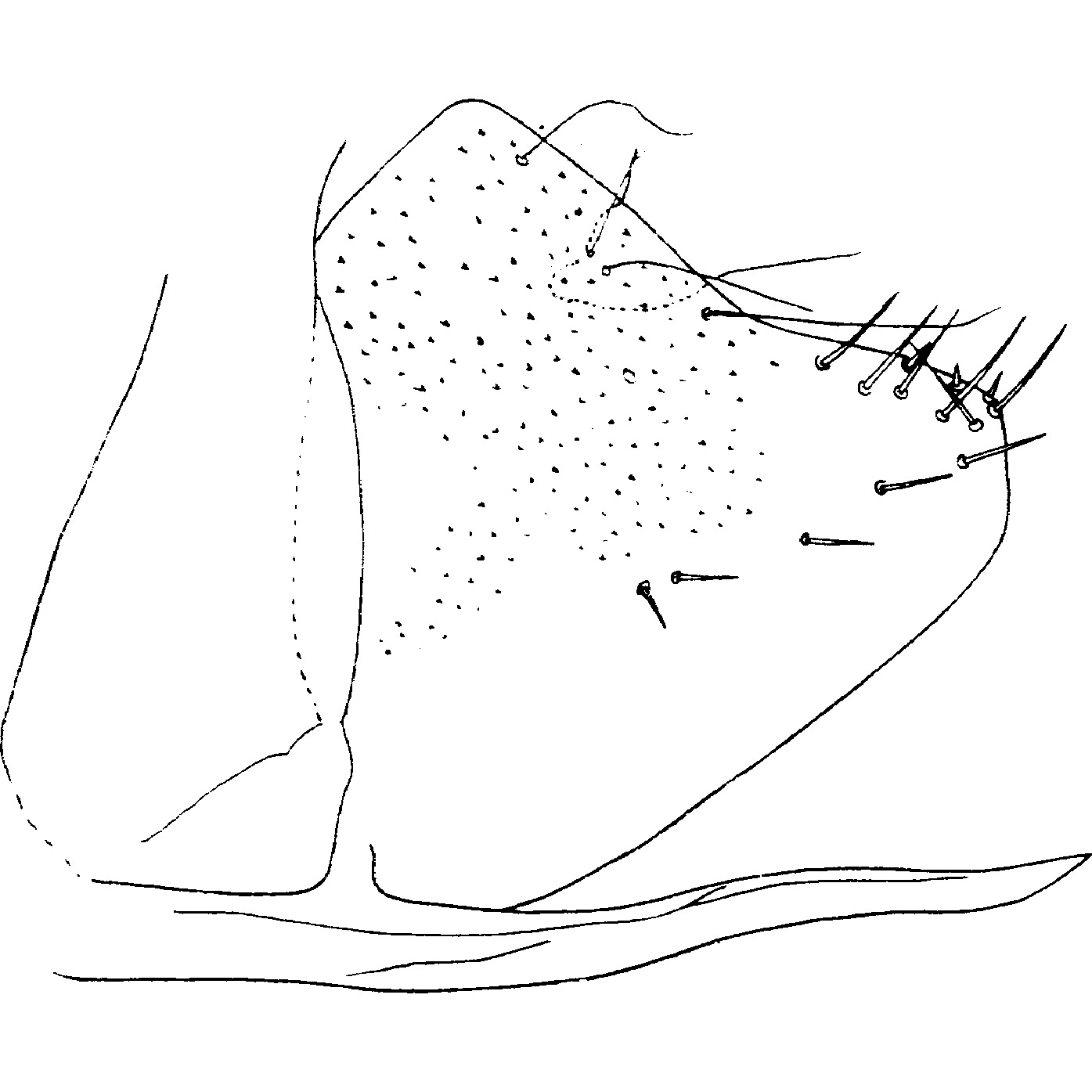 Pygofer, lateral view: !! display not done !! on Afroccidens polleti Dworakowska, 1972: Pygofer, lateral view. (Observation).