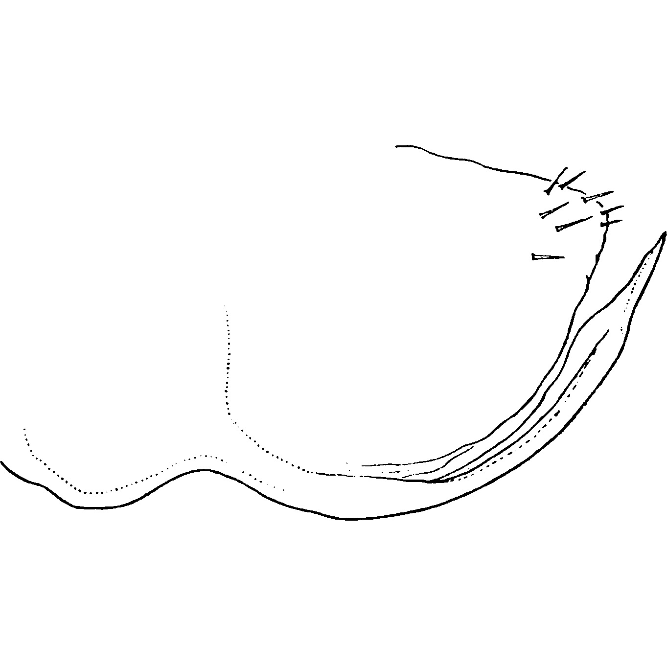 Pygofer, lateral view: !! display not done !! on Hebata (Alboneurasca) decipiens (Paoli, 1930): Pygofer, lateral view. (Observation).