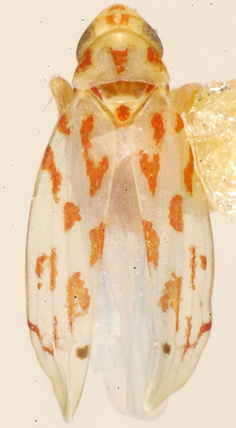 Habitus, dorsal view: !! display not done !! on Eratoneura penesica (Beamer, 1931): Habitus (holotype, KSEM collection). (Observation).