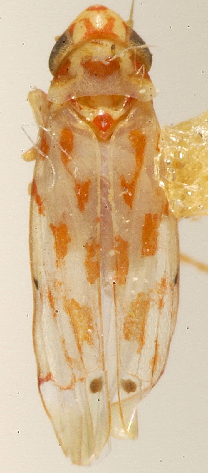 Habitus, dorsal view: !! display not done !! on Eratoneura turgida (Beamer, 1931): Habitus (holotype, KSEM collection). (Observation).