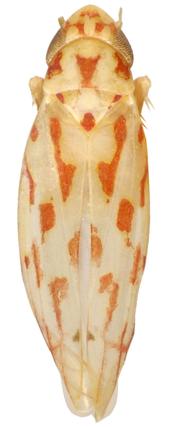 Habitus, dorsal view: Habitus (paratype, KSEM collection). (Observation).