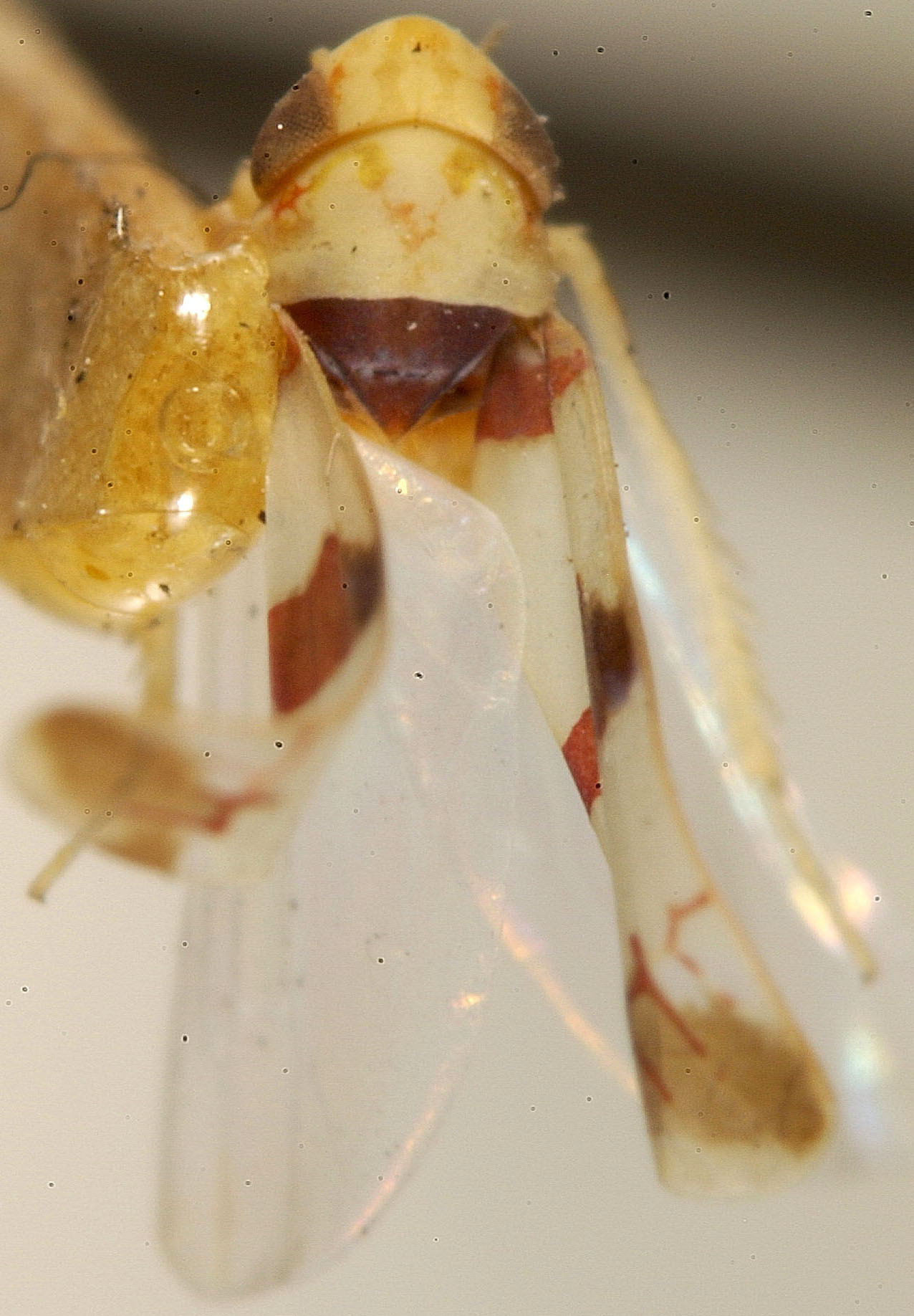 Habitus, dorsal view: !! display not done !! on Eratoneura trivittata (Robinson, 1924): Habitus (holotype, KSEM collection). (Observation).