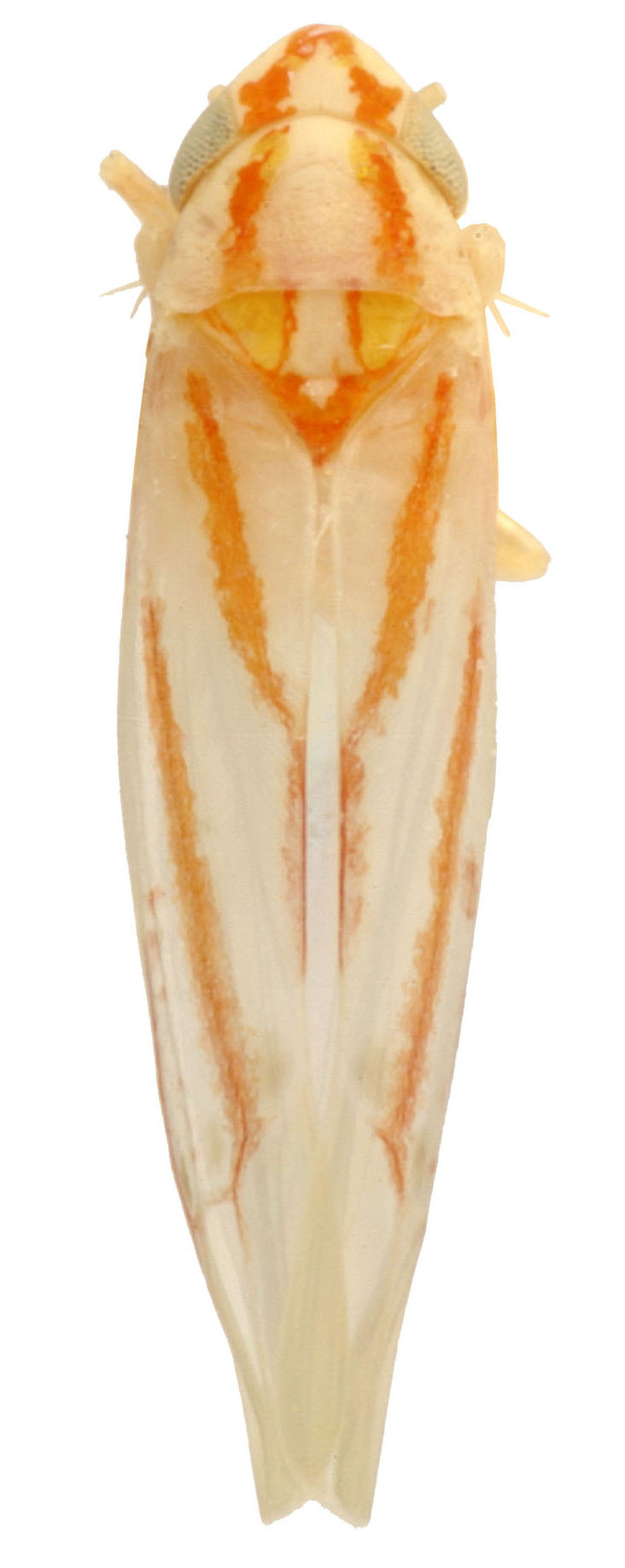 Habitus, dorsal view: !! display not done !! on Erythridula hamata (Beamer, 1930): Habitus (holotype of E. belindae Hepner, INHS collection). (Observation).