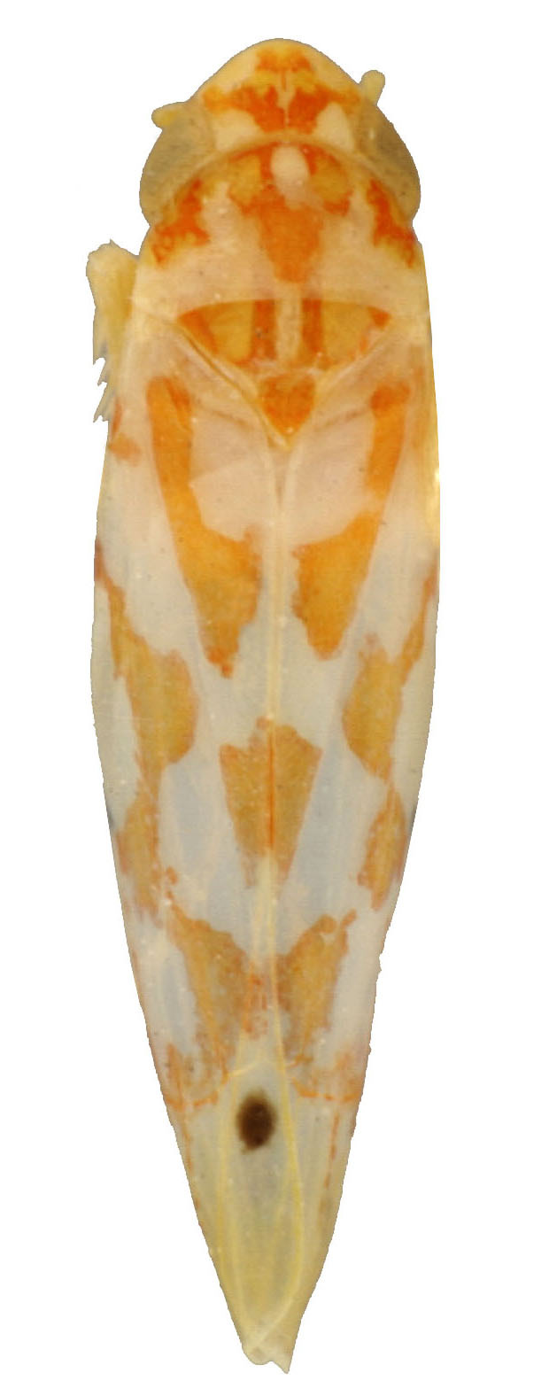 Habitus, dorsal view: Habitus (E. affinis Fitch, INHS collection). (Observation).