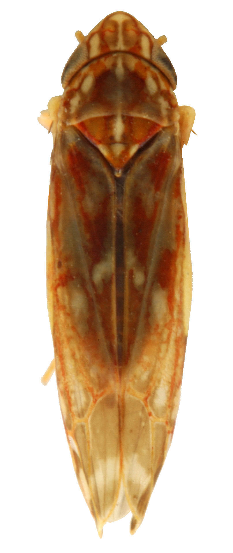 Habitus, dorsal view: Habitus (E. vulnerata Fitch, INHS collection). (Observation).