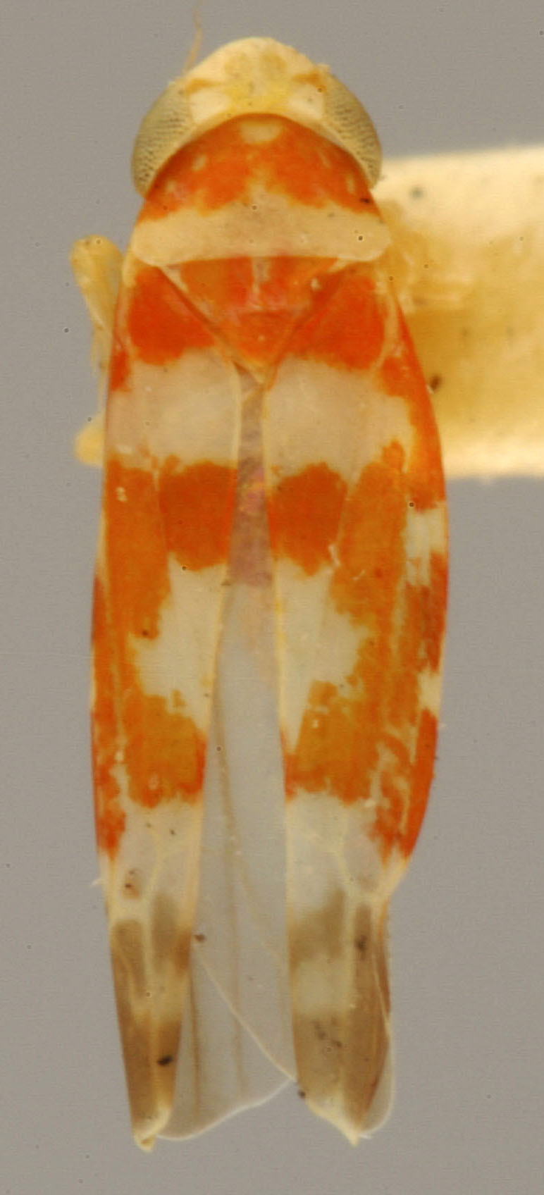 Habitus, dorsal view: !! display not done !! on Zyginama spectabilis (Knull & Auten, 1938): Habitus (holotype, OSU collection). (Observation).
